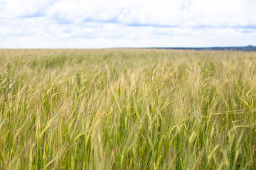 Wheat field as a background.