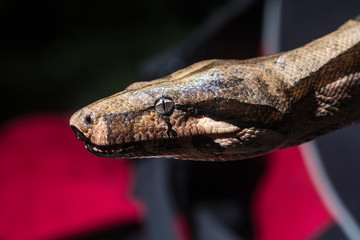 Cobra