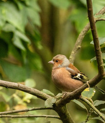 Chaffinch on a log feeding