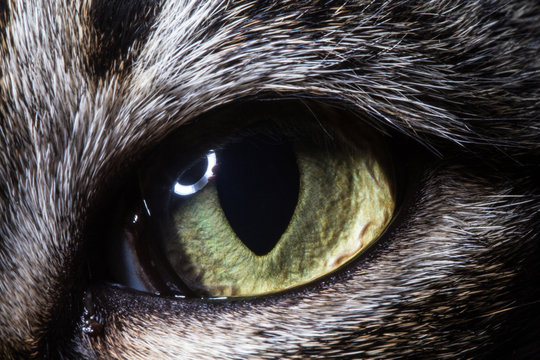 Olho de gato