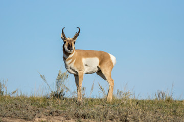 Antelope stands on a hill. © Gregory Johnston