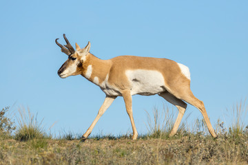Antelope walking in the field.