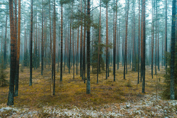 Fog in the forest  during winter, captured from above.