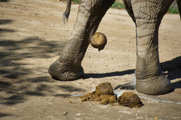 African elephant deification. LOXODONTA AFRICANA pooping on ground. Large balls of fiber in mid fall, on ground, and in behind