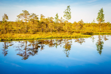 Water pond in the swamp Kemeri, Latvia.