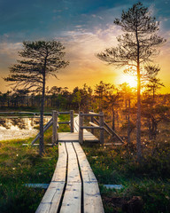 Wooden path in the swamp during sunset. Kemeri, Latvia.