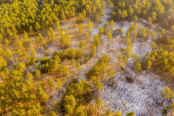 Forest from above in winter