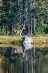 Fototapeta na wymiar Canada, a deer standing in the forest near a lake, with reflection in the water