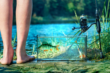 Aquarium with freshwater fish perch on the shore of the lake. Spinning fishing concept. Caught and released.
