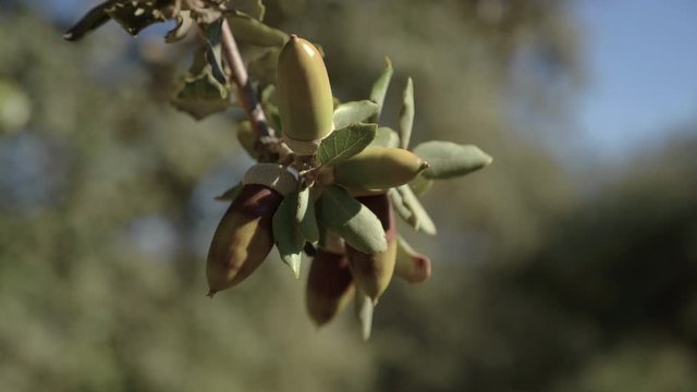 Bunch of acorns in holm oaks of the Dehesa of Valle de los Pedroches