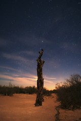 Obraz na płótnie Canvas Dead tree under a starry sky on the desert sands.
