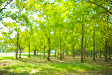 green nature blur bokeh background