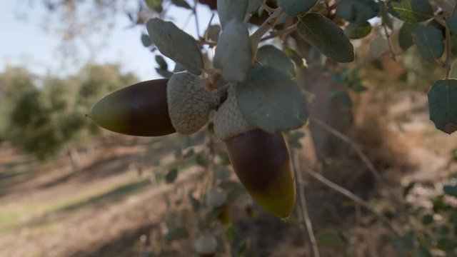 Bunch of acorns in holm oaks of the Dehesa of Valle de los Pedroches