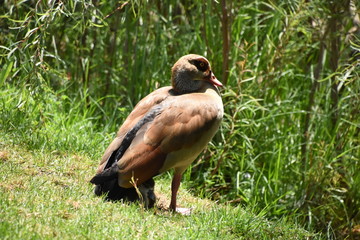 happy duck family mom dad and baby