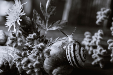 snail and flowers.black and white photography © Анна Ременюк
