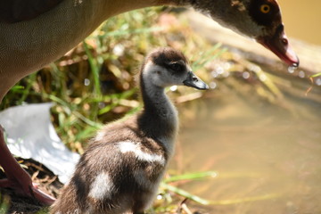 happy duck family mom dad and baby