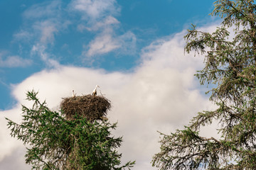 Tree with storks nest and blue sky