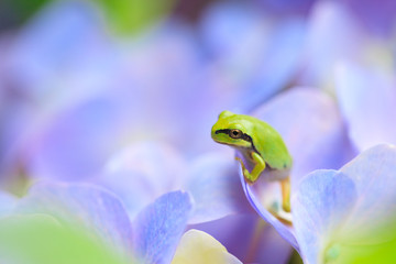 Frog and hydrangea in the garden