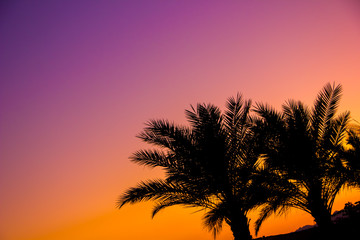 Palm tree silhouette at sunset