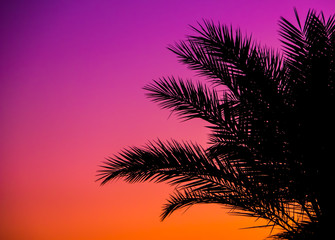 Fototapeta na wymiar Palm tree silhouette at sunset