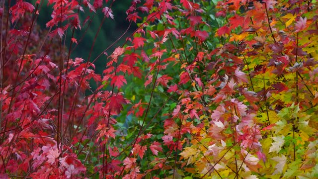 Autumn, MAPLE - ARCE, Spain, Europe