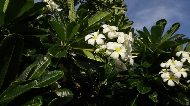 A daylight closeup shot of a lively plumeria tree with green leafy branches and clusters of white flowers in full bloom.