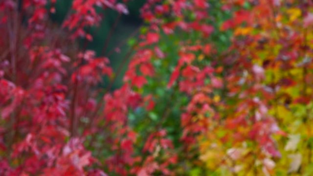 Autumn, MAPLE - ARCE, Spain, Europe