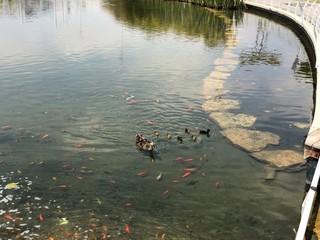 ducks in pond