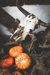 Autumn Pumpkin Thanksgiving and Halloween Background - orange pumpkins over wooden table. Toned Image.