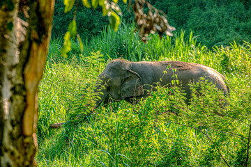 The Thai Elephant at wildlife.