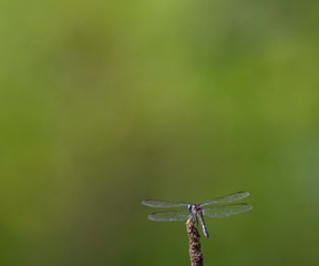 use your imagination