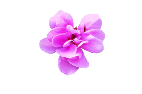 pink Pelargonium graveolens flower, single blossom with clipping path in white background