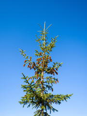 The top of the spruce tree is dotted with cones in the blue sky. The theme of pure nature