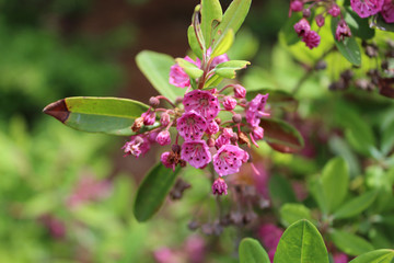 Sheep laurel blooms at Acadia National Park in Maine