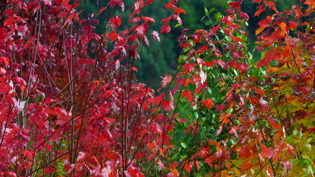 Autumn, MAPLE - ARCE, Spain, Europe