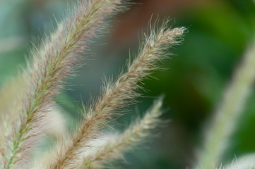 blowing in the wind