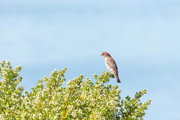 Male house finch perched on a bush with water and sky out of focus behind. In most cases, adult...