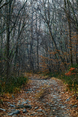 Obraz premium Beautiful landscape. Picturesque trail in the autumn forest.