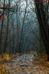 Beautiful landscape. Picturesque trail in the autumn forest.