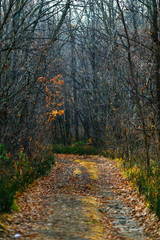 Beautiful landscape. Picturesque trail in the autumn forest.