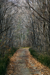 Beautiful landscape. Picturesque trail in the autumn forest.