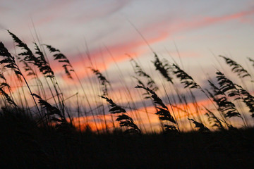 Grass at Sunset 1