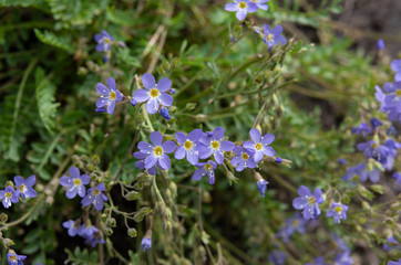 Fototapeta premium Small Purple Wildflowers in Wyoming