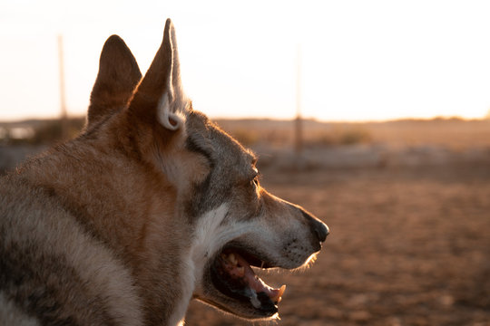 A domestic wolf on the beach. Sunset in Cunit, Tarragona.