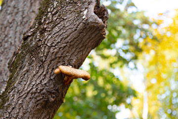 Timber fungus on tree