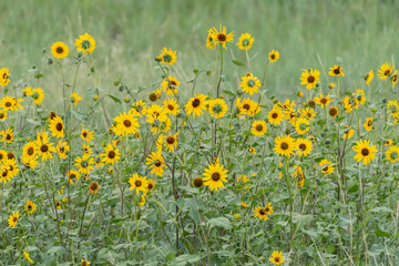 Small Patch of Sunflowers