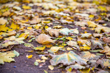 autumn leaves macro