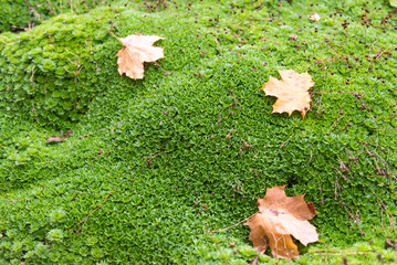 Saxifrage in autumn. Maple leaves on green saxifrage. Alpine slide in autumn.