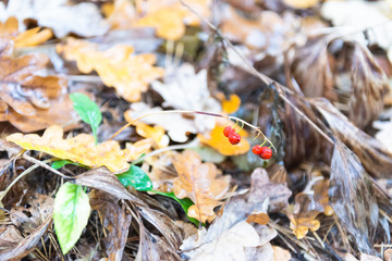 The autumn berries. The last red berries in the forest. Oak leaves after leaf fall in the rain.