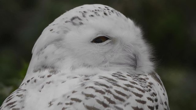 Snowy owl Bubo scandiacus or Nyctea scandiaca sitting on a stick.